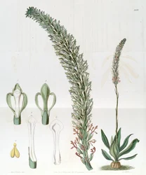 Sauroglossum nitidum (als syn. Sauroglossum elatum)